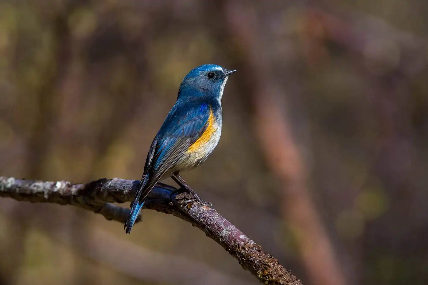 野鳥写真・ルリビタキの写真