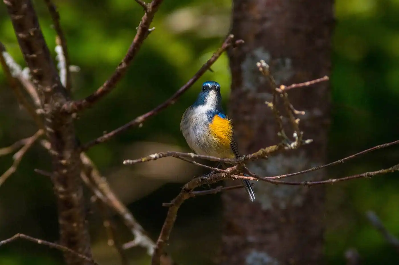 野鳥写真・ルリビタキの写真