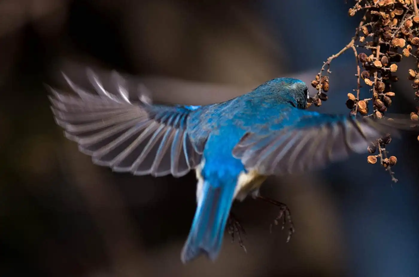 野鳥写真・ルリビタキの写真