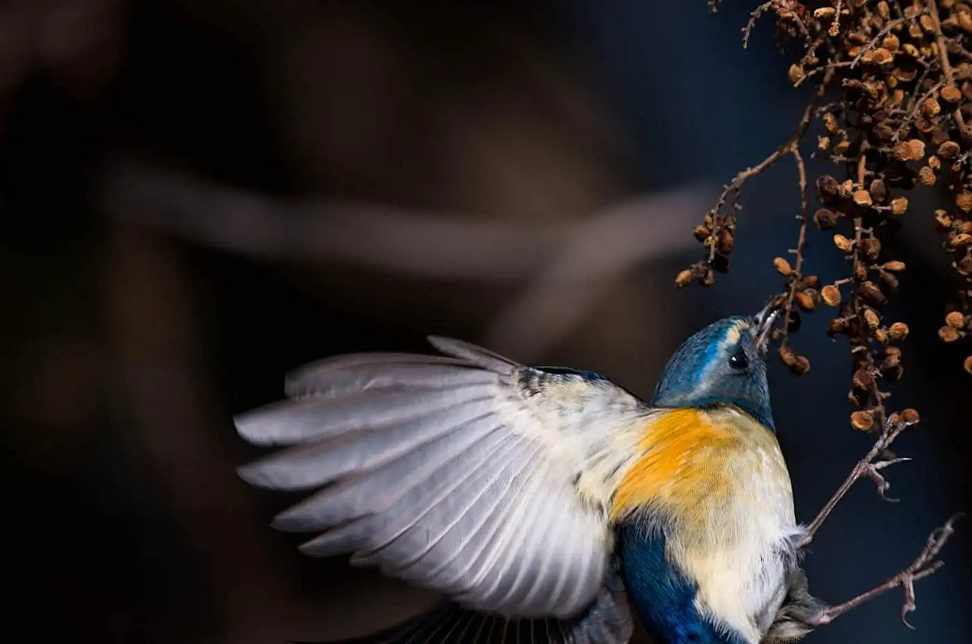 野鳥写真・ルリビタキの写真