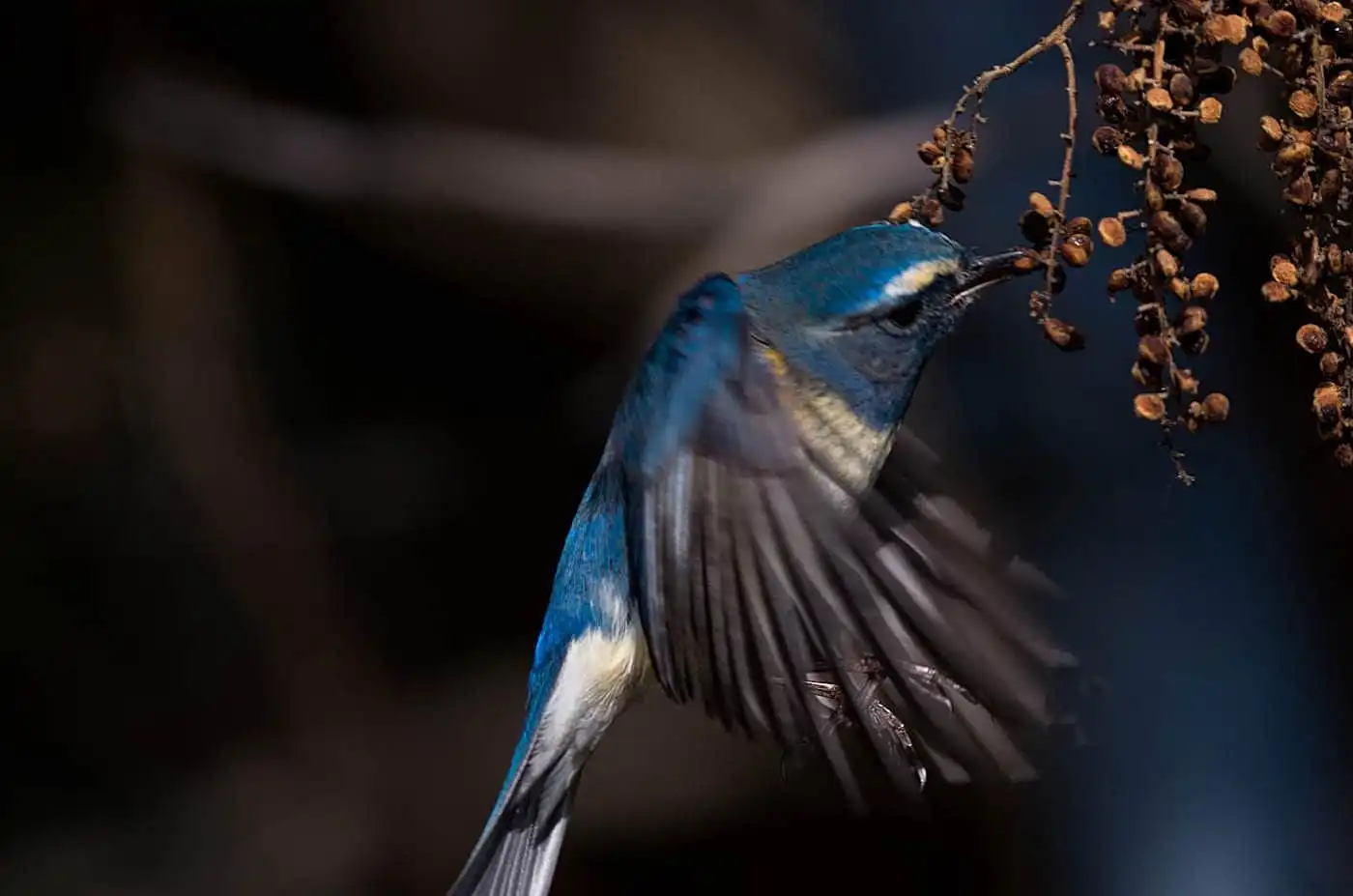 野鳥写真・ルリビタキの写真