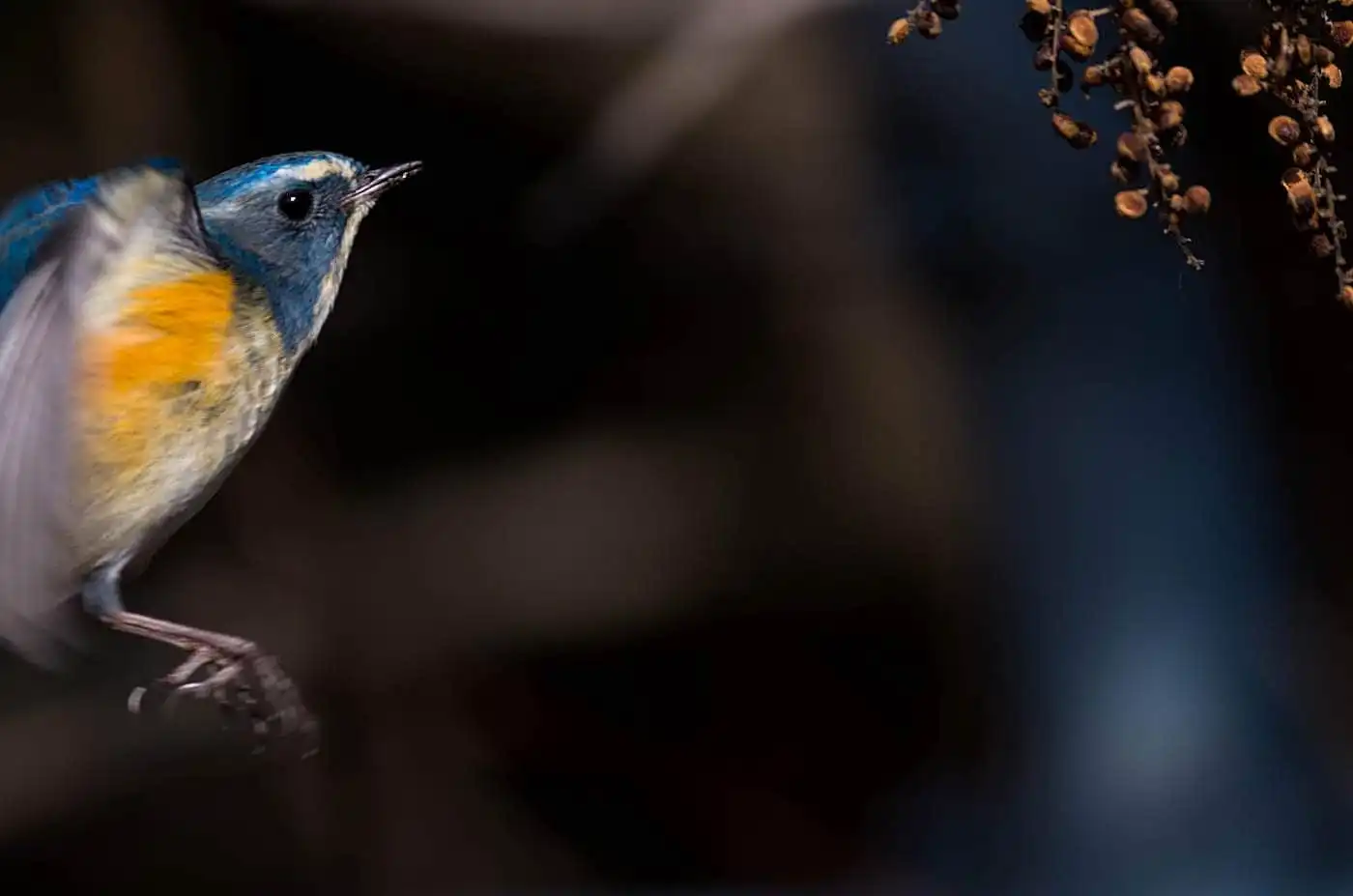 野鳥写真・ルリビタキの写真