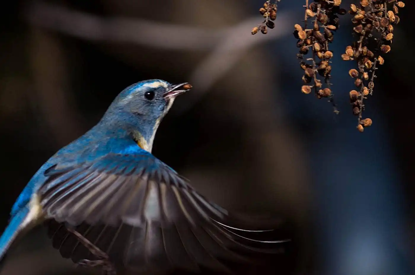 野鳥写真・ルリビタキの写真