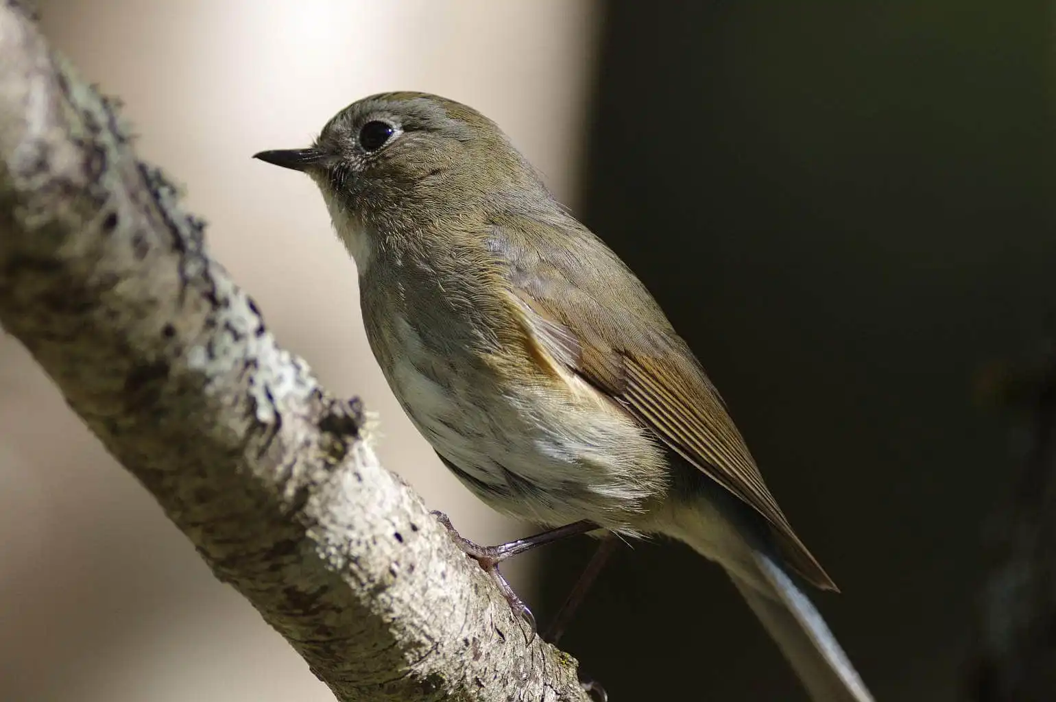 野鳥写真・ルリビタキの写真
