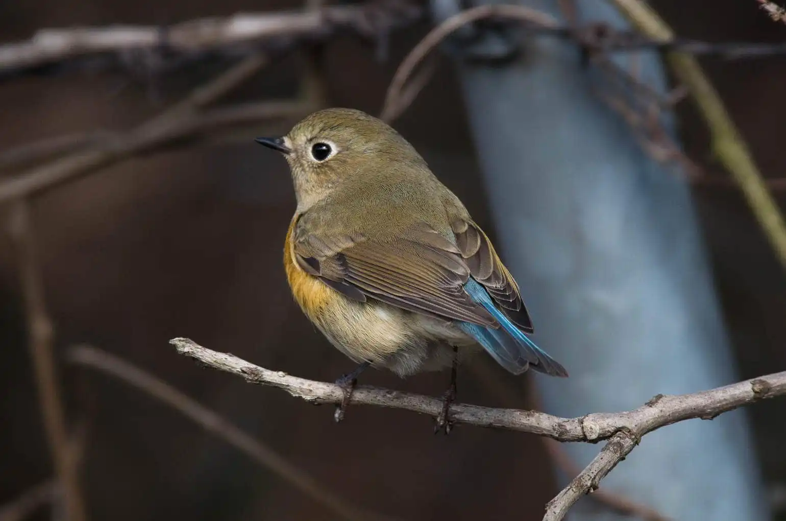野鳥写真・ルリビタキの写真