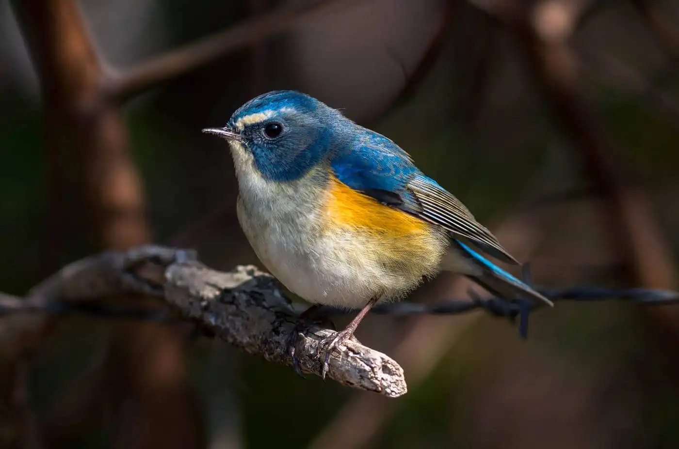 野鳥写真・ルリビタキの写真