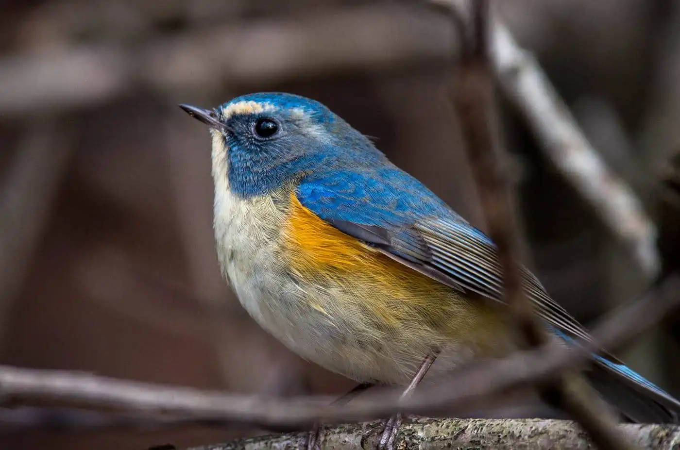 野鳥写真・ルリビタキの写真