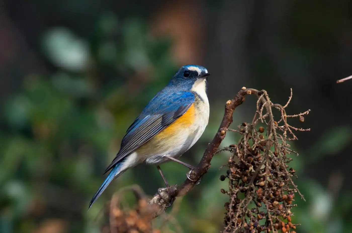 野鳥写真・ルリビタキの写真