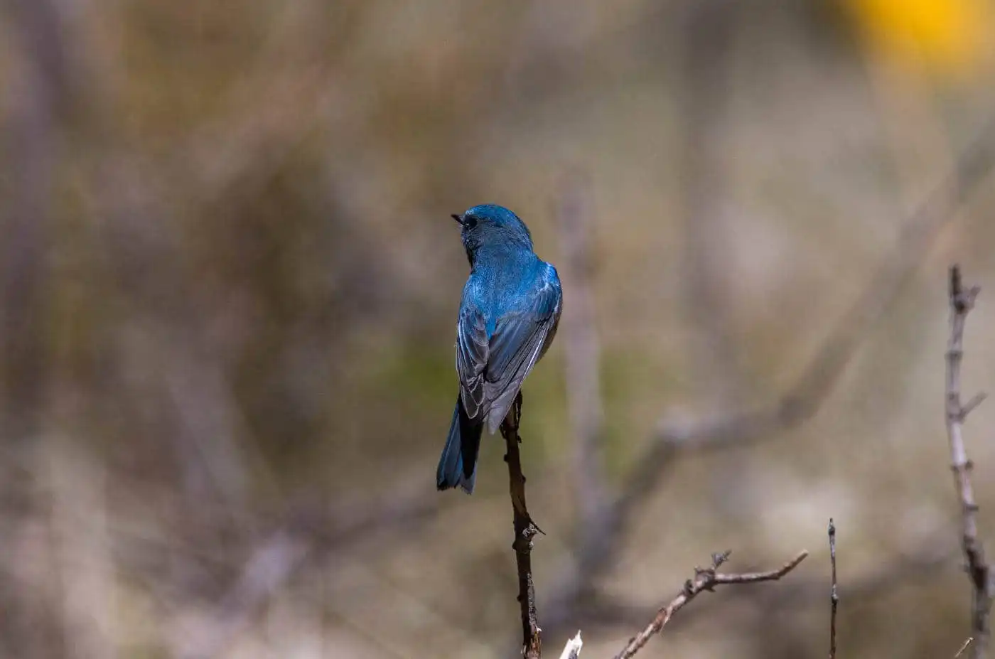 野鳥写真・ルリビタキの写真