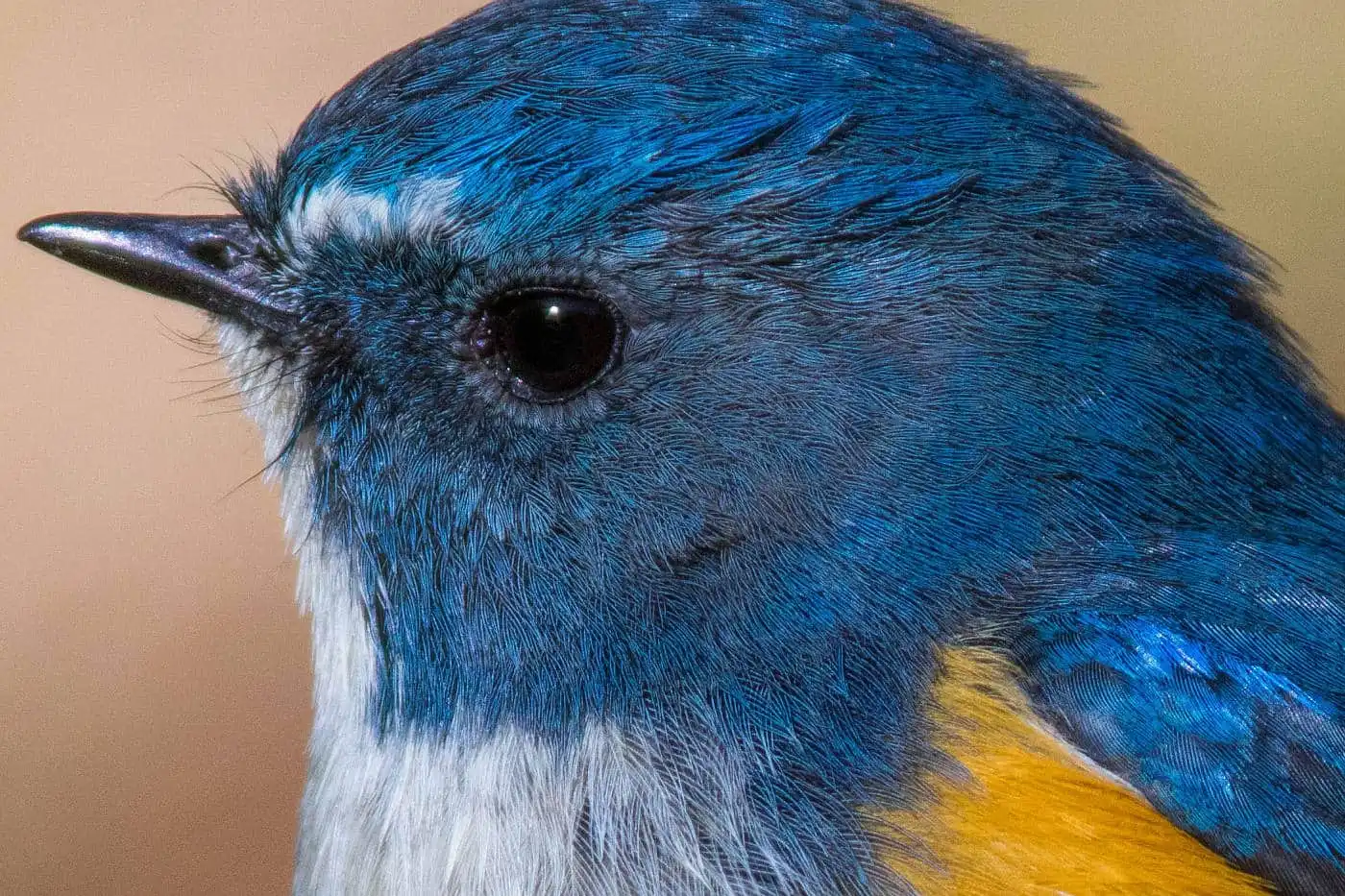 野鳥写真・ルリビタキの写真