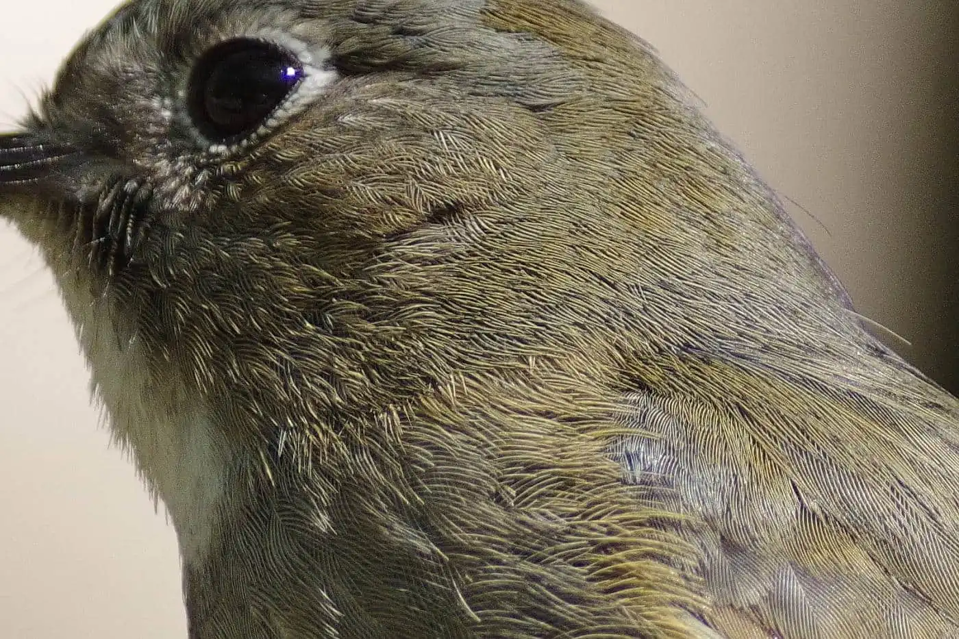 野鳥写真・ルリビタキの写真