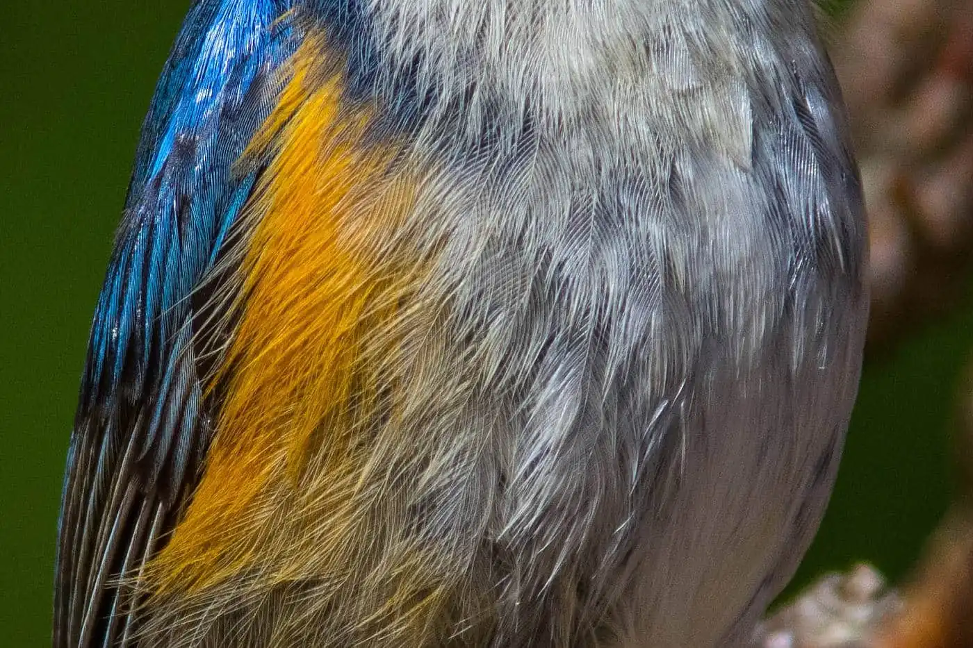 野鳥写真・ルリビタキの写真