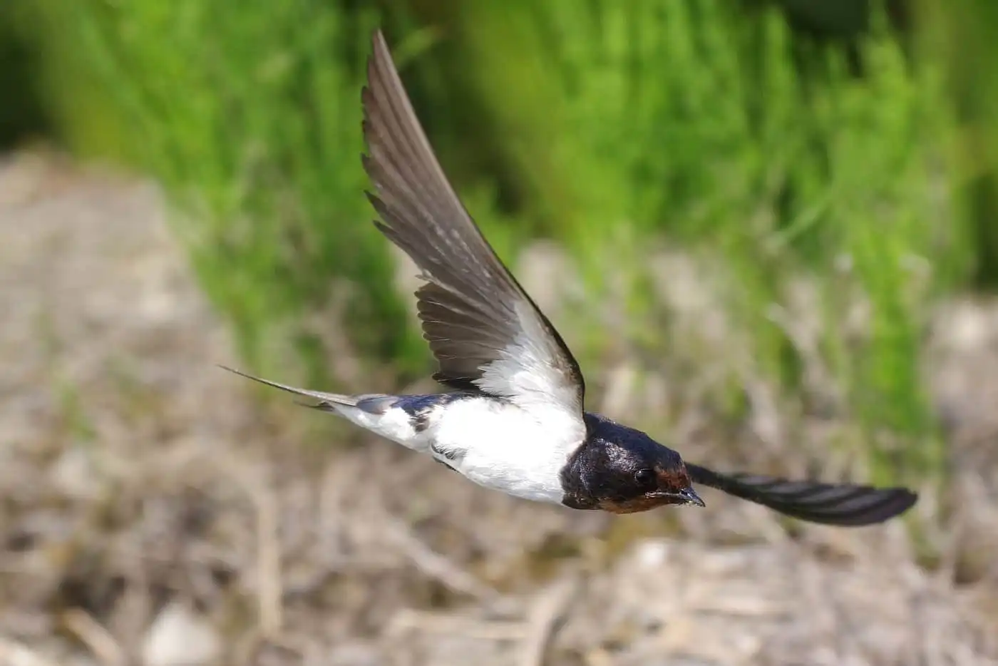 野鳥写真・ツバメの写真