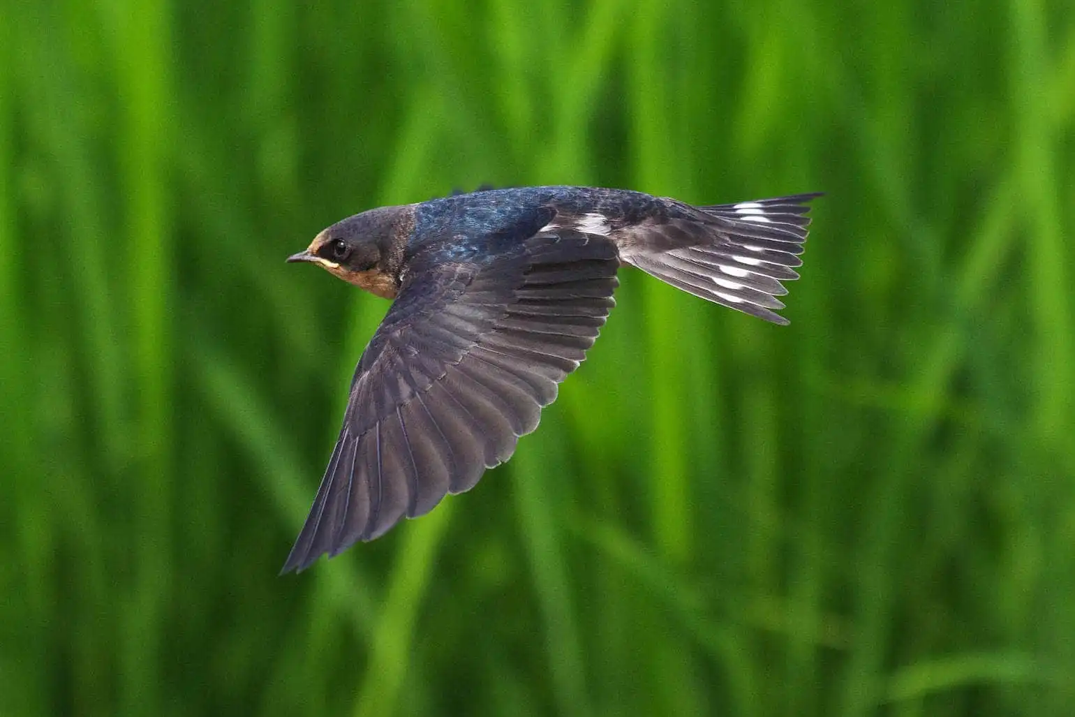 野鳥・ツバメの写真画像