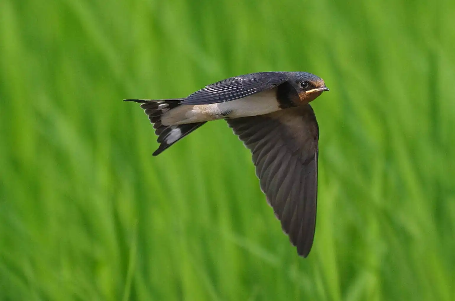 野鳥・ツバメの写真画像
