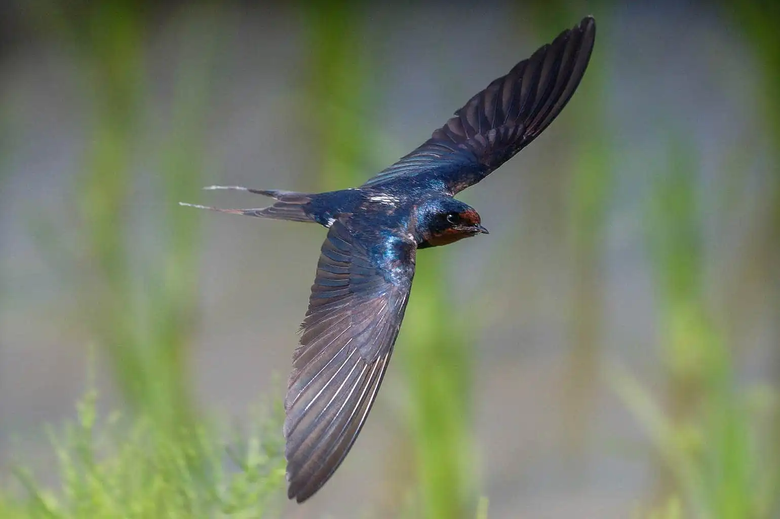 野鳥・ツバメの写真画像