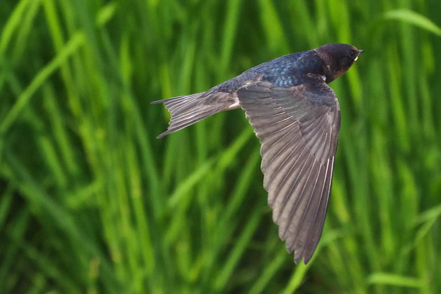 野鳥・ツバメの写真画像