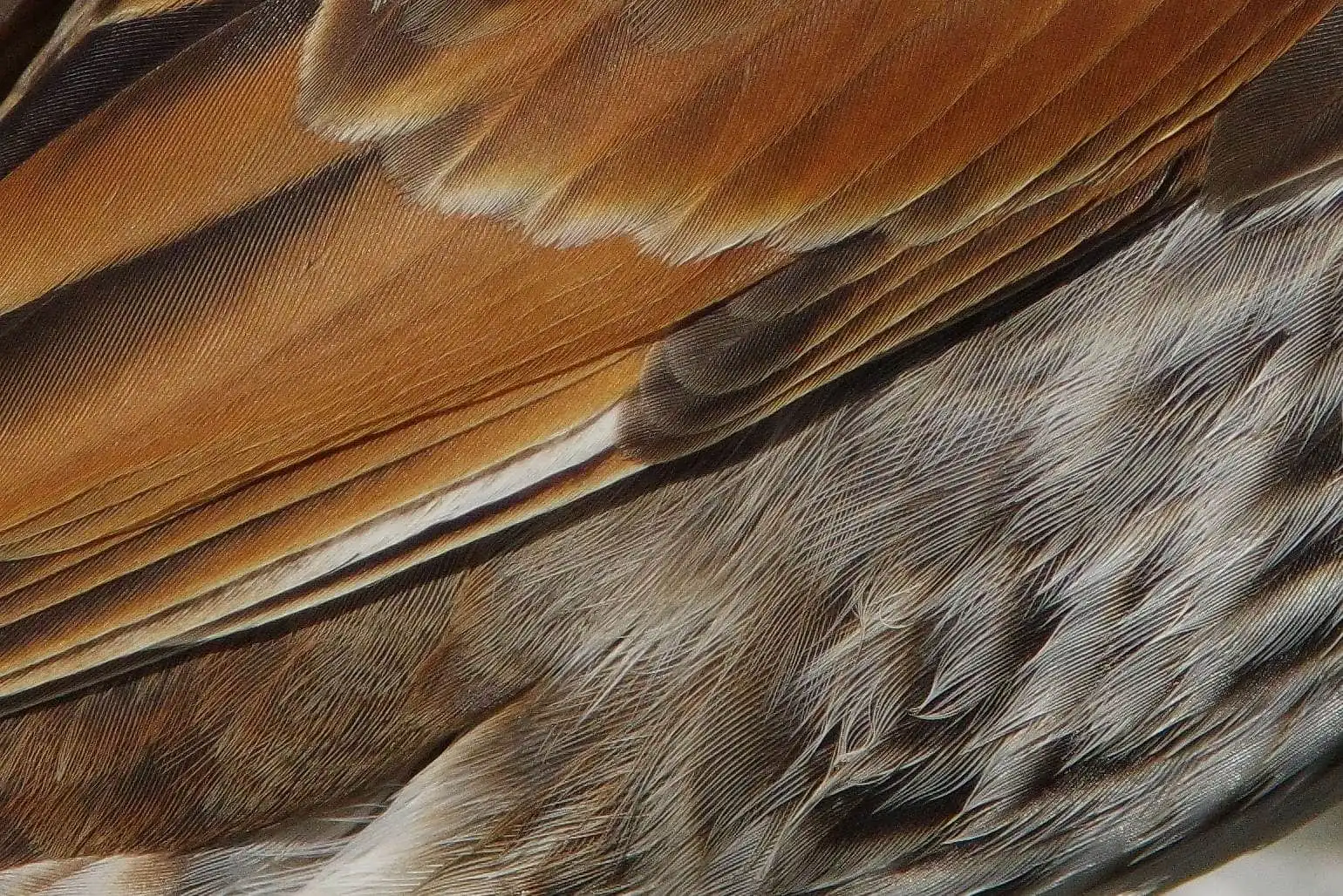 野鳥写真・ツグミの写真