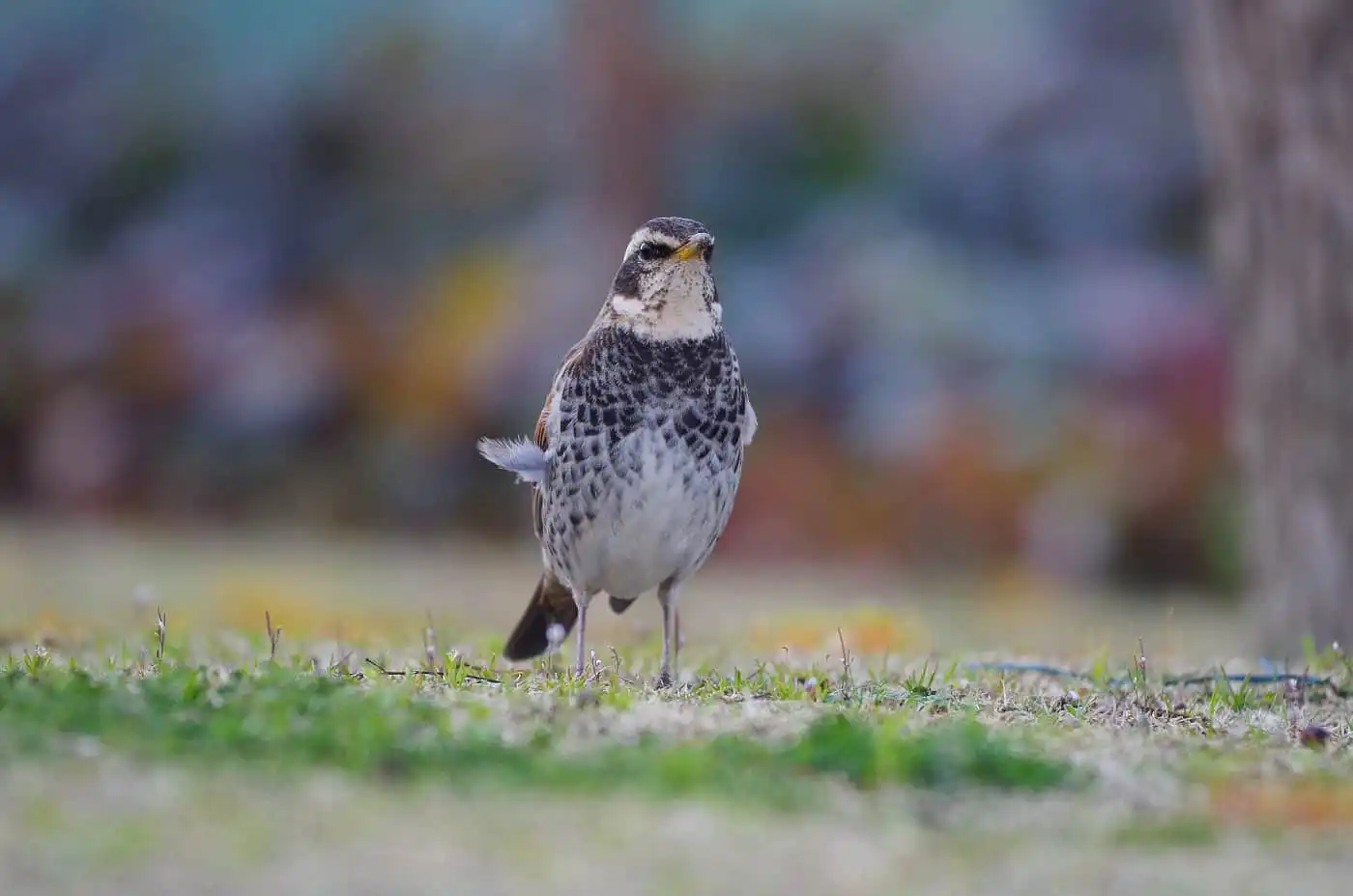 野鳥写真・ツグミの写真