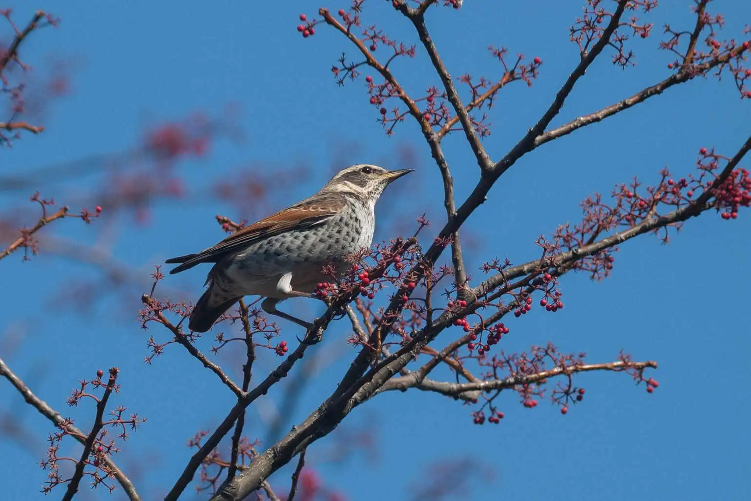野鳥写真・ツグミの写真