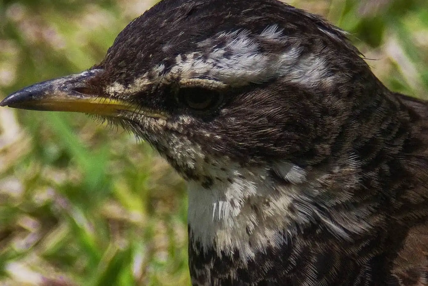 野鳥写真・ツグミの写真