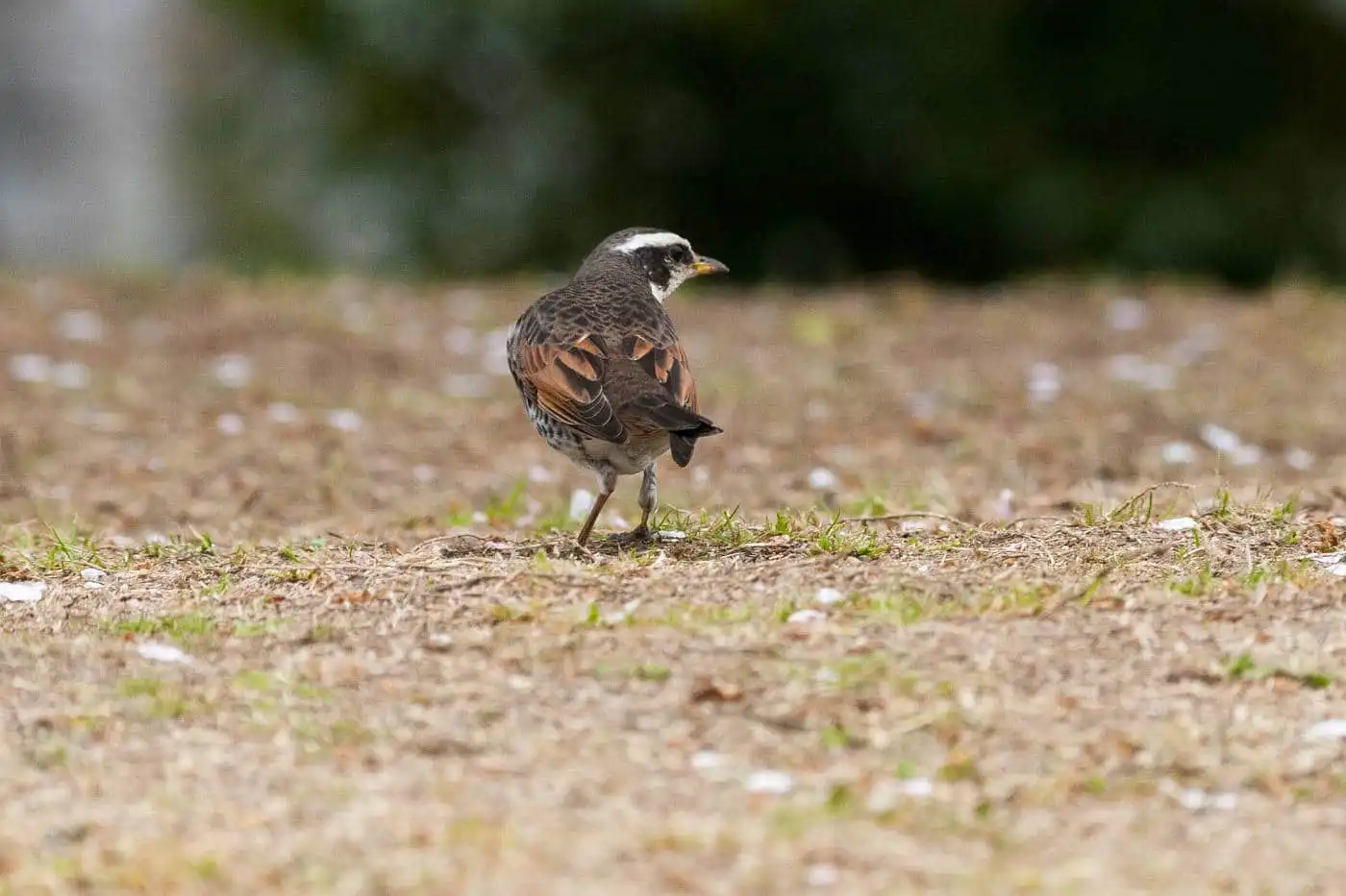 野鳥写真・ツグミの写真