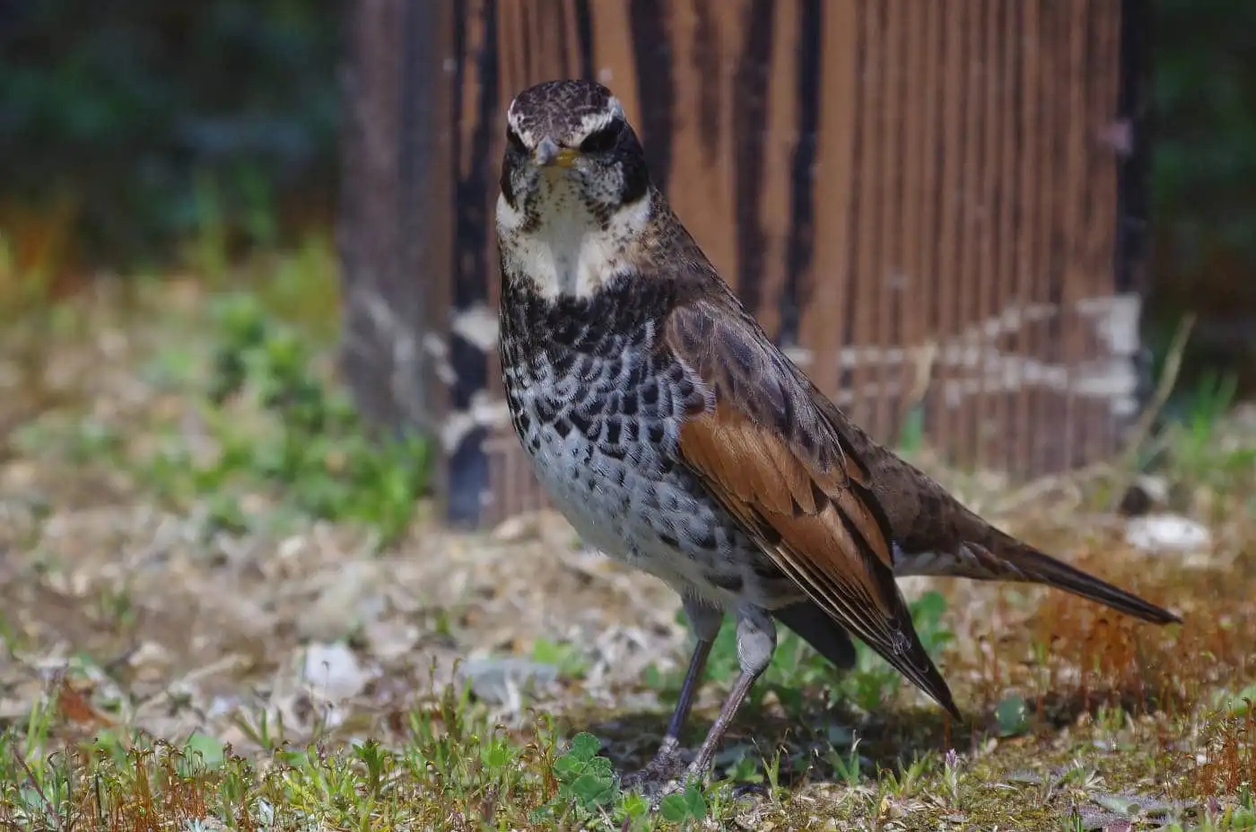 野鳥写真・ツグミの写真