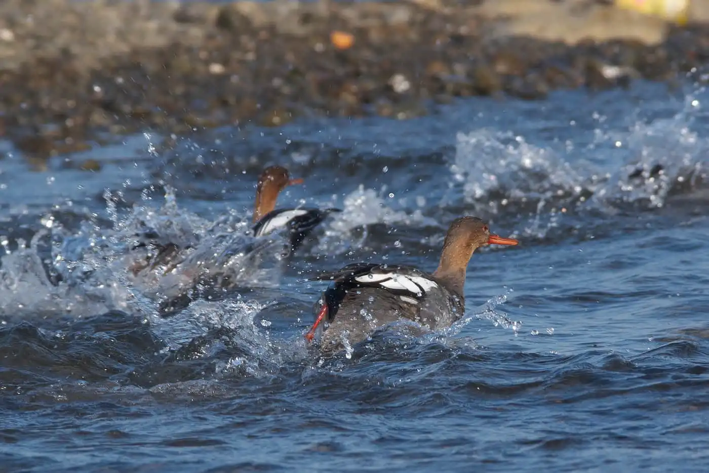 野鳥・獲物の魚を追うウミアイサの写真画像