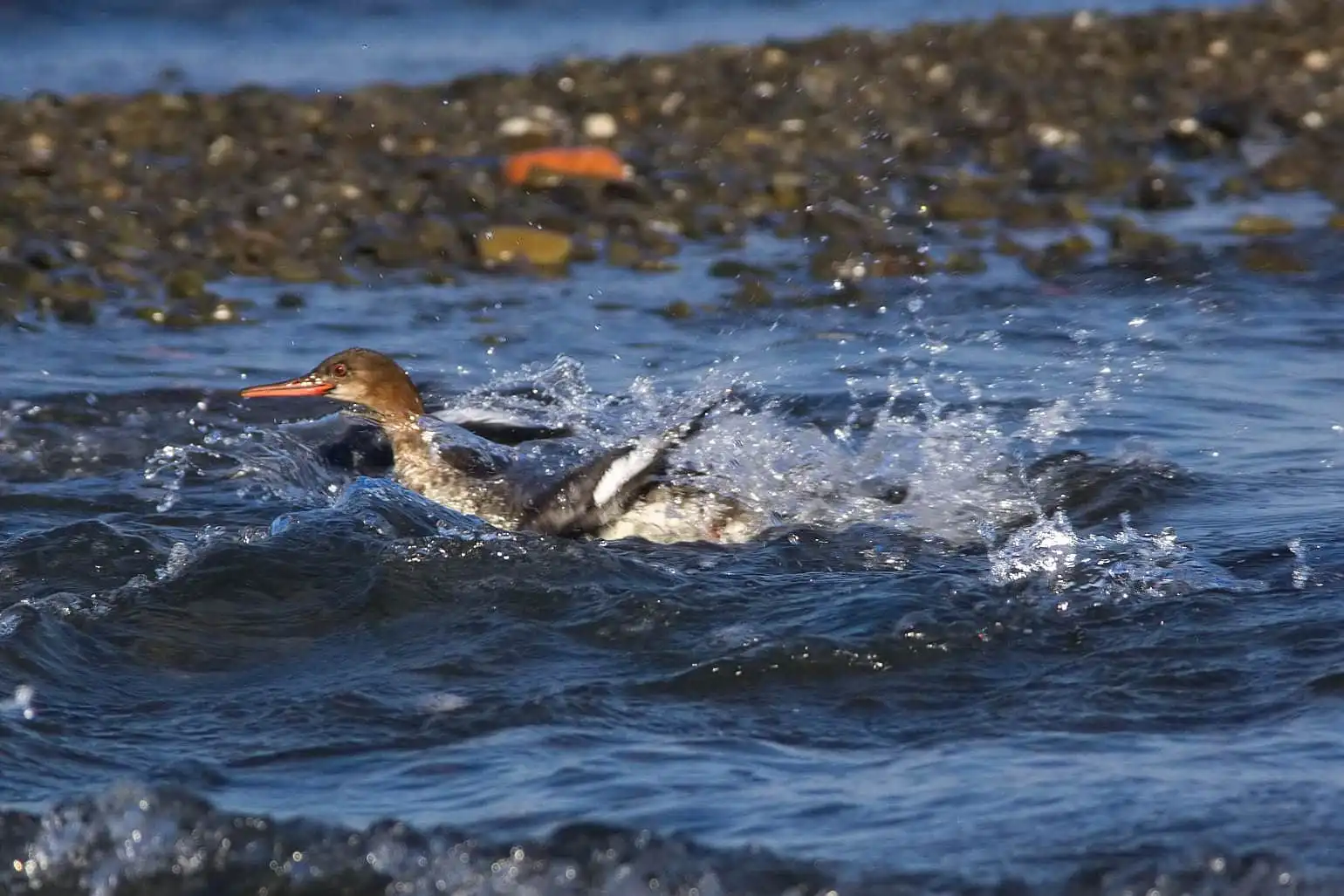 野鳥・獲物の魚を追うウミアイサの写真画像