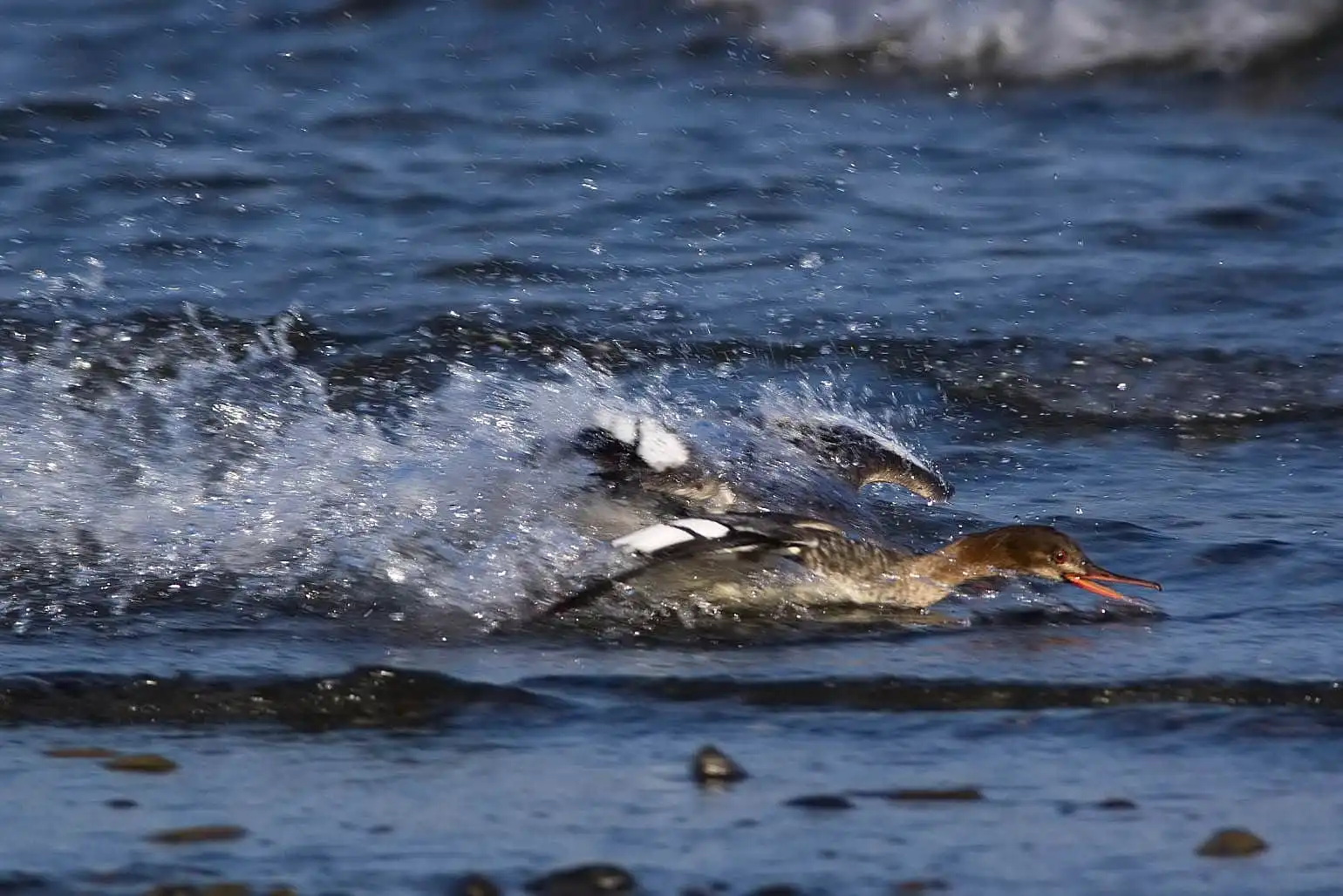 野鳥・獲物の魚を追うウミアイサの写真画像