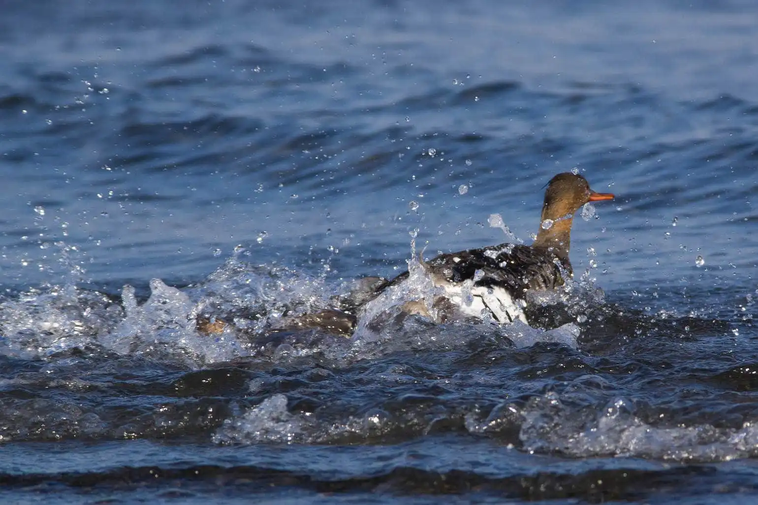 野鳥・獲物の魚を追うウミアイサの写真画像