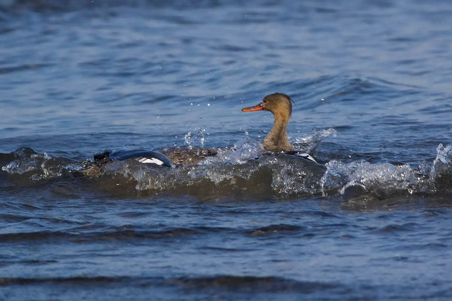 野鳥・獲物の魚を追うウミアイサの写真画像