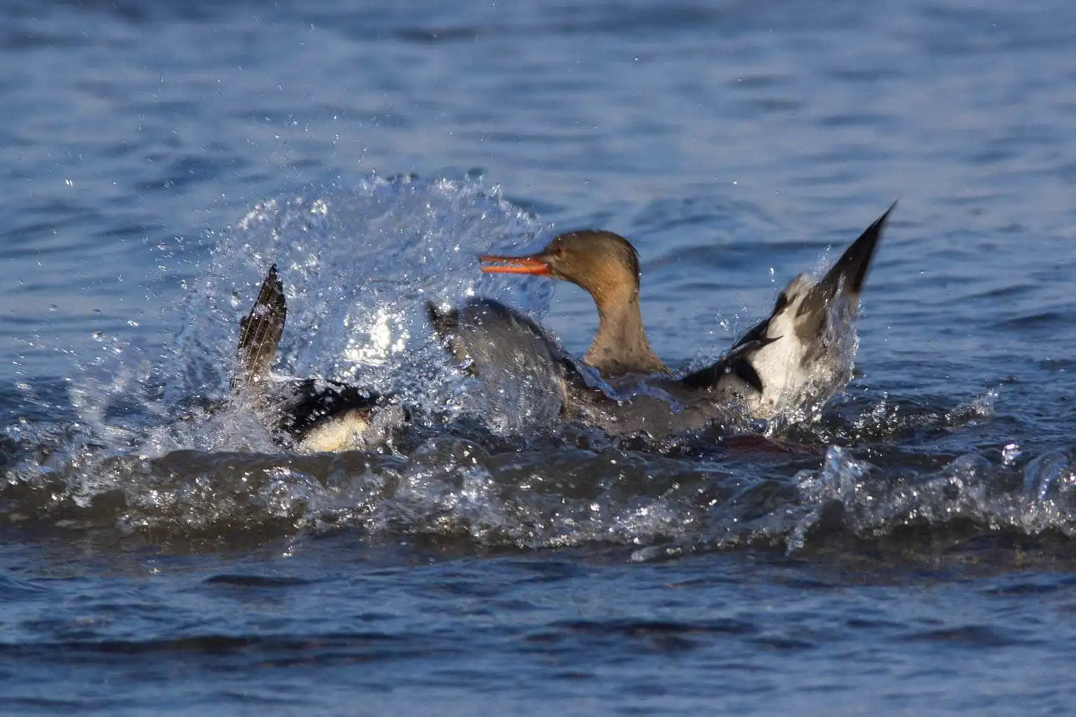 野鳥・獲物の魚を追うウミアイサの写真画像