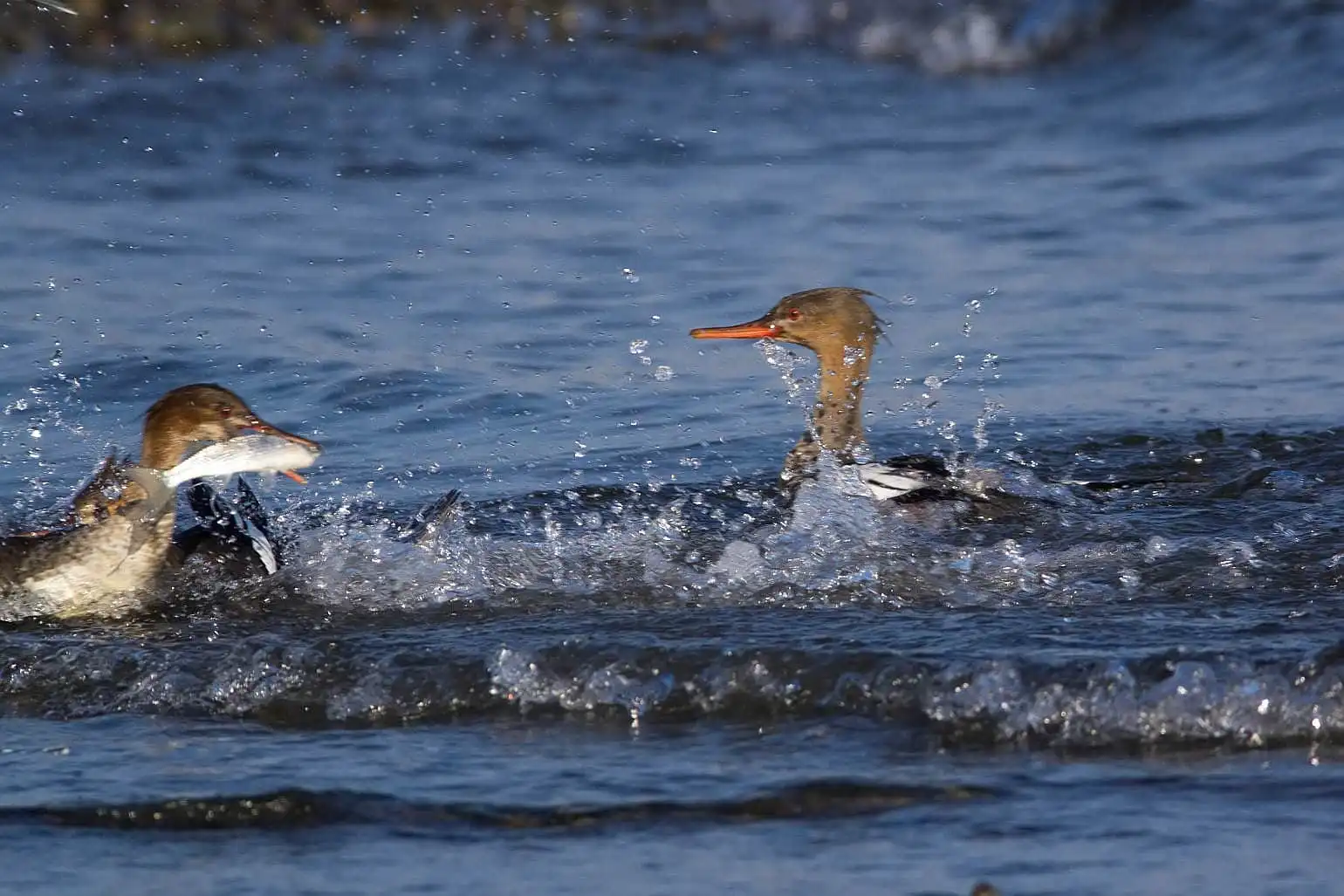 野鳥・獲物の魚を追うウミアイサの写真画像