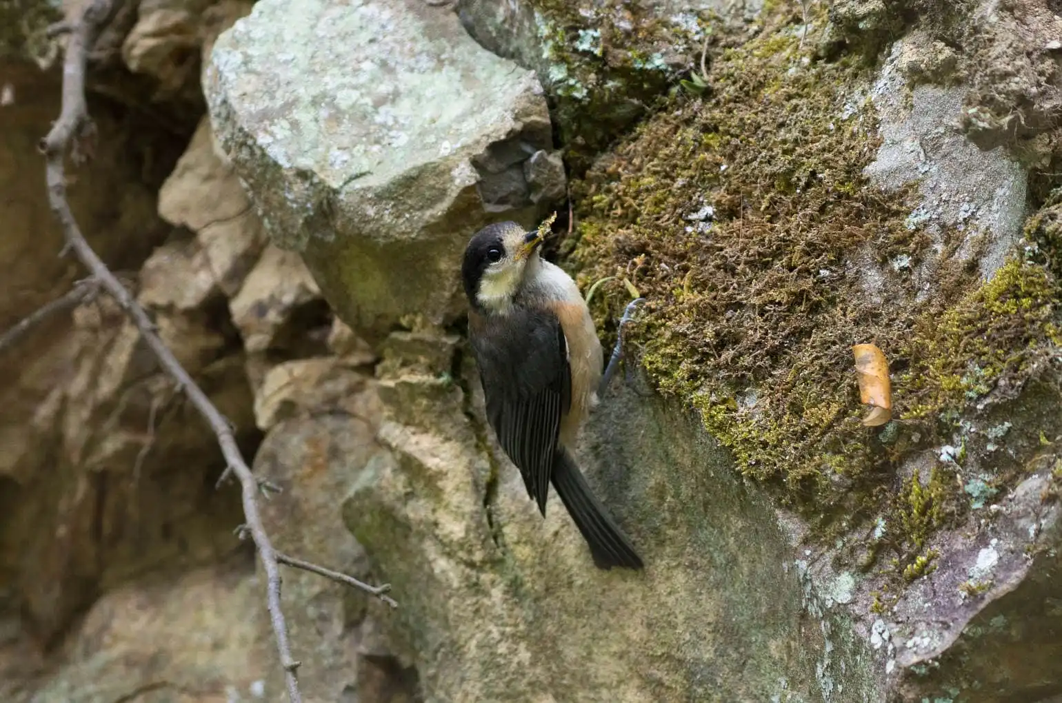 野鳥写真・ヤマガラの写真