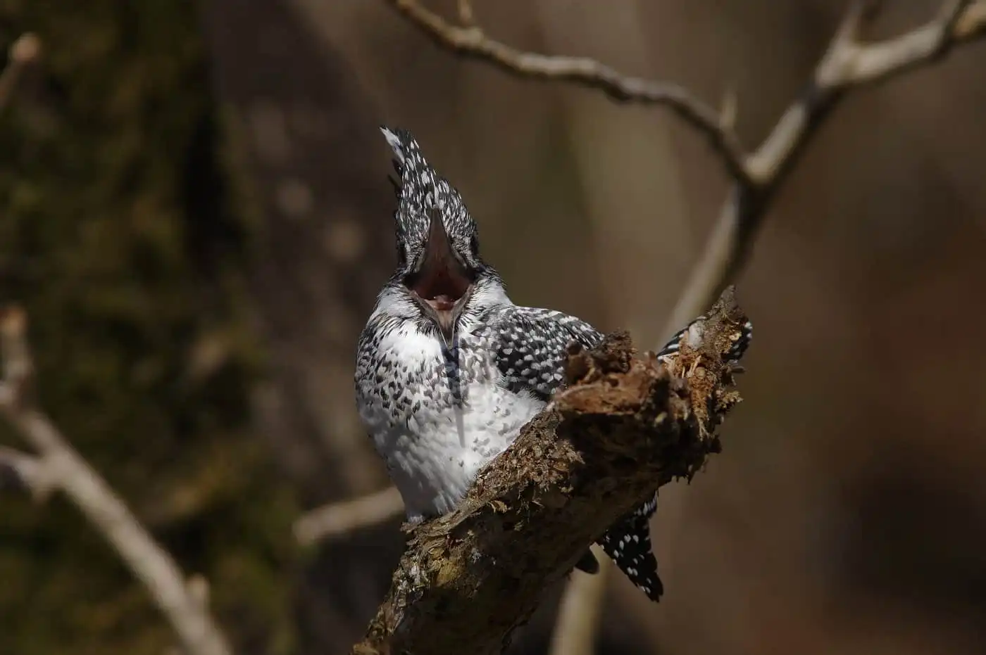 野鳥写真・ヤマセミの写真