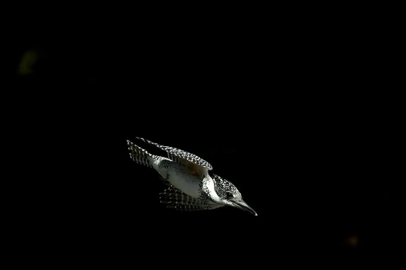 野鳥写真・ヤマセミの写真