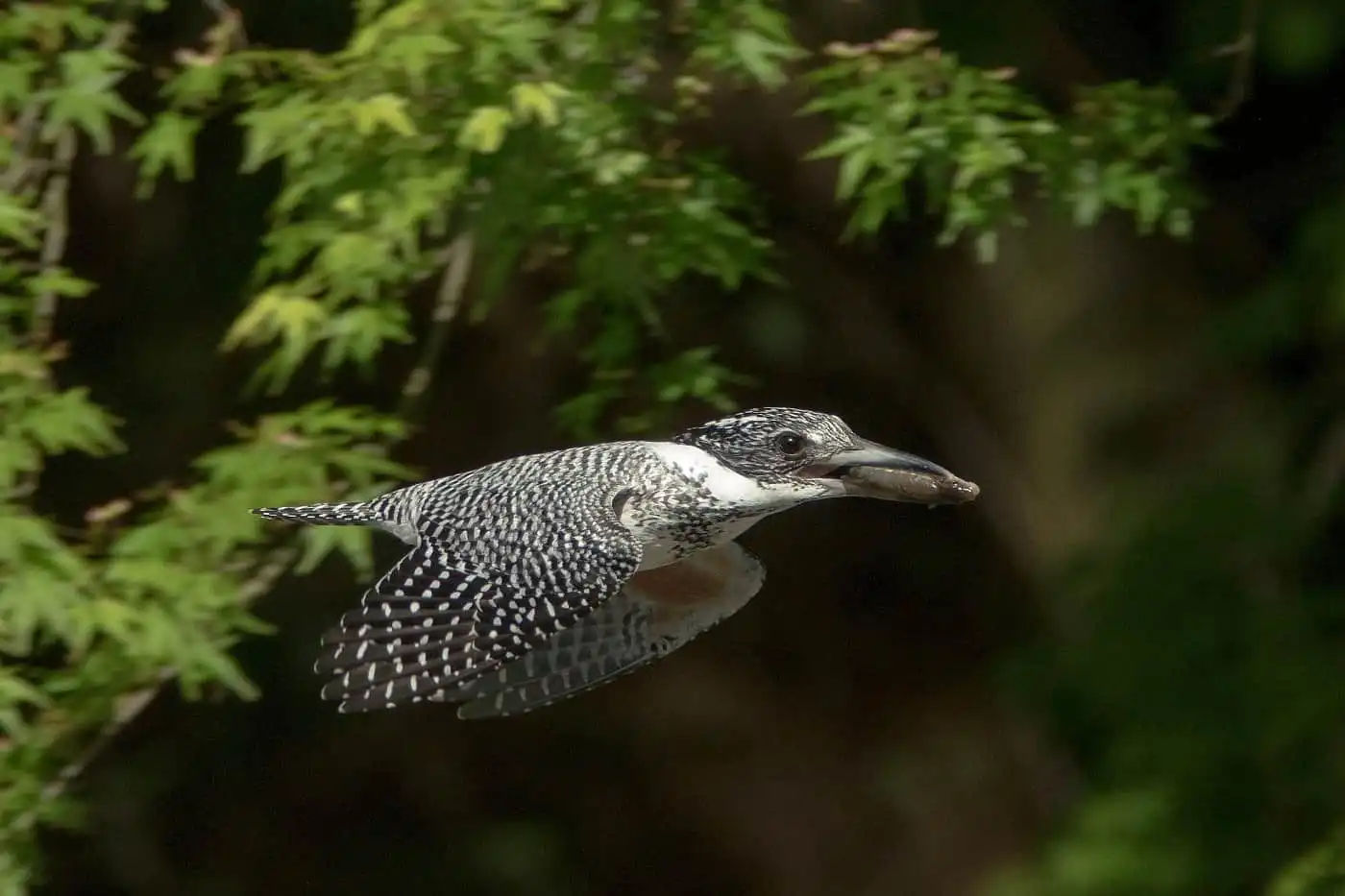 野鳥写真・ヤマセミの写真
