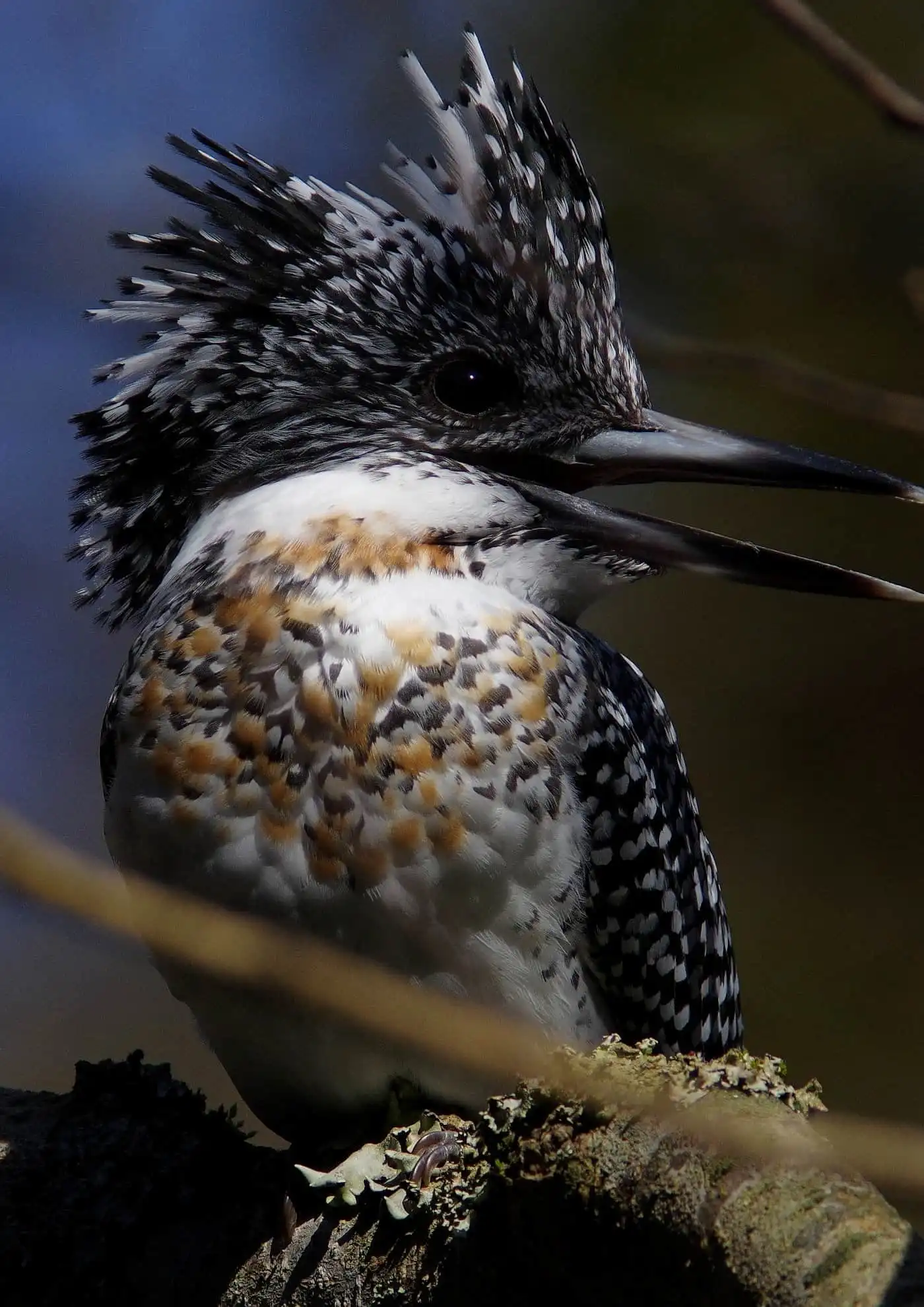 野鳥写真・ヤマセミの写真