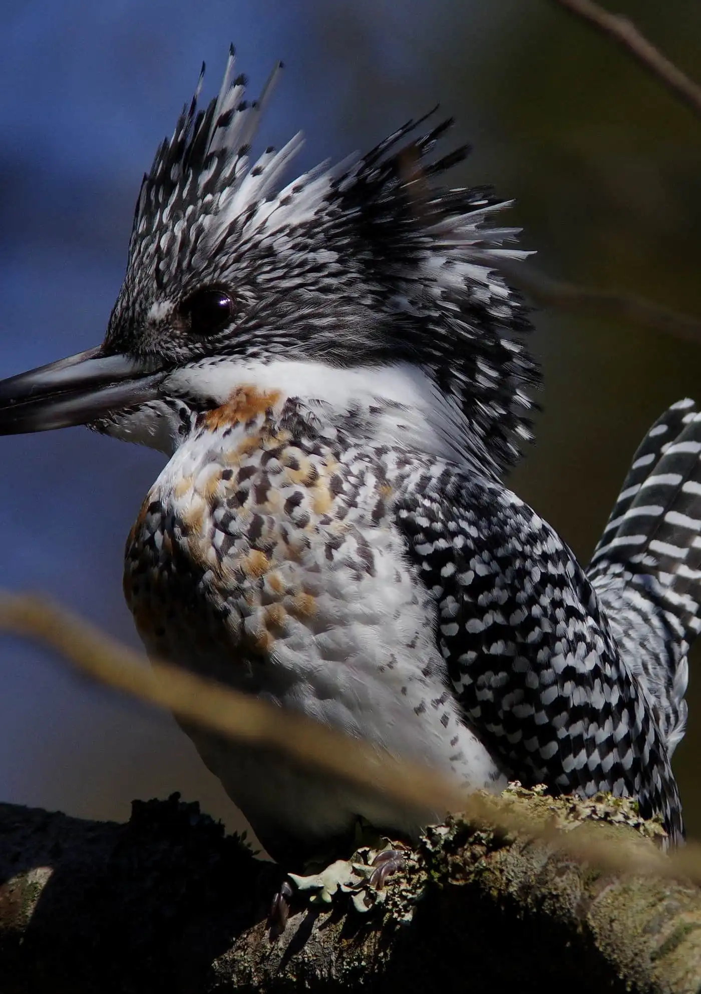 野鳥写真・ヤマセミの写真
